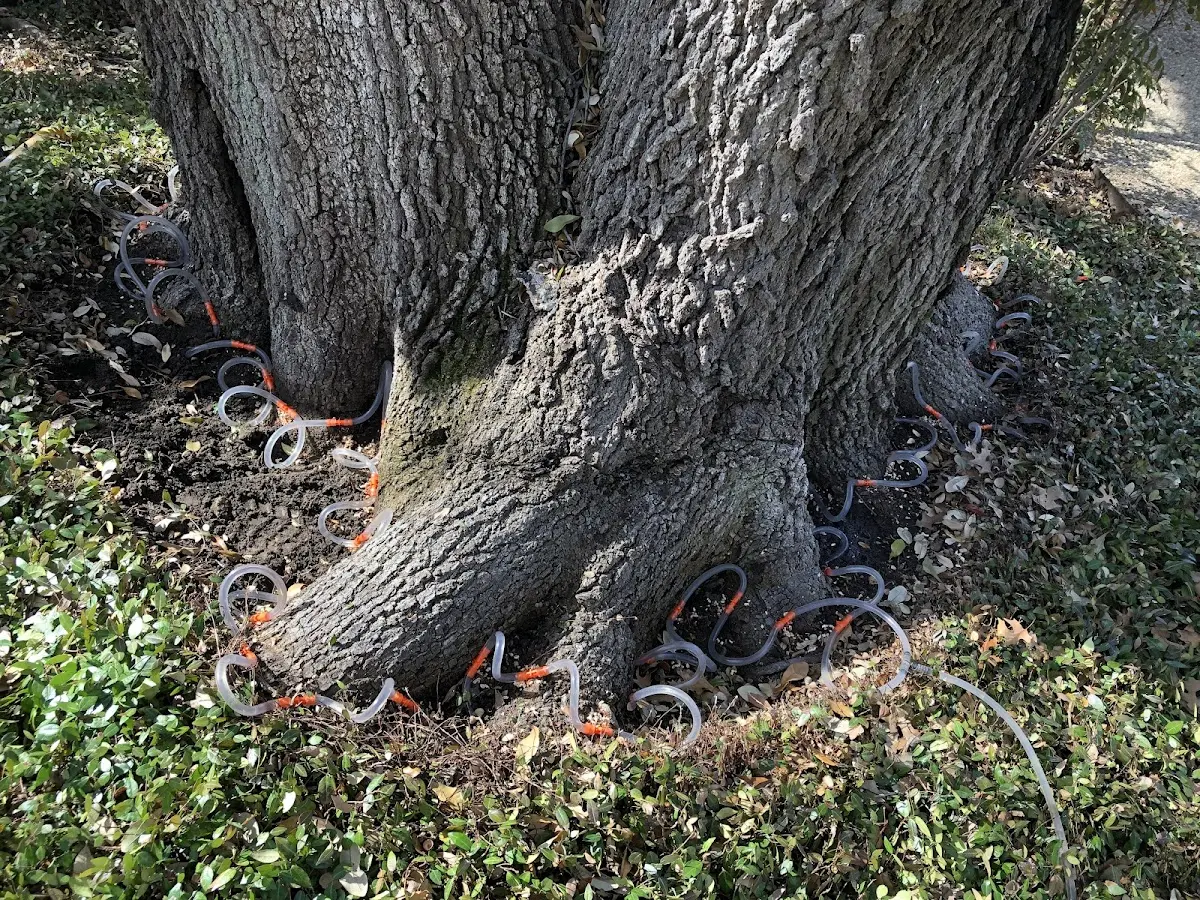 Detailed Tree Cabling and Bracing job site in West Hollywood