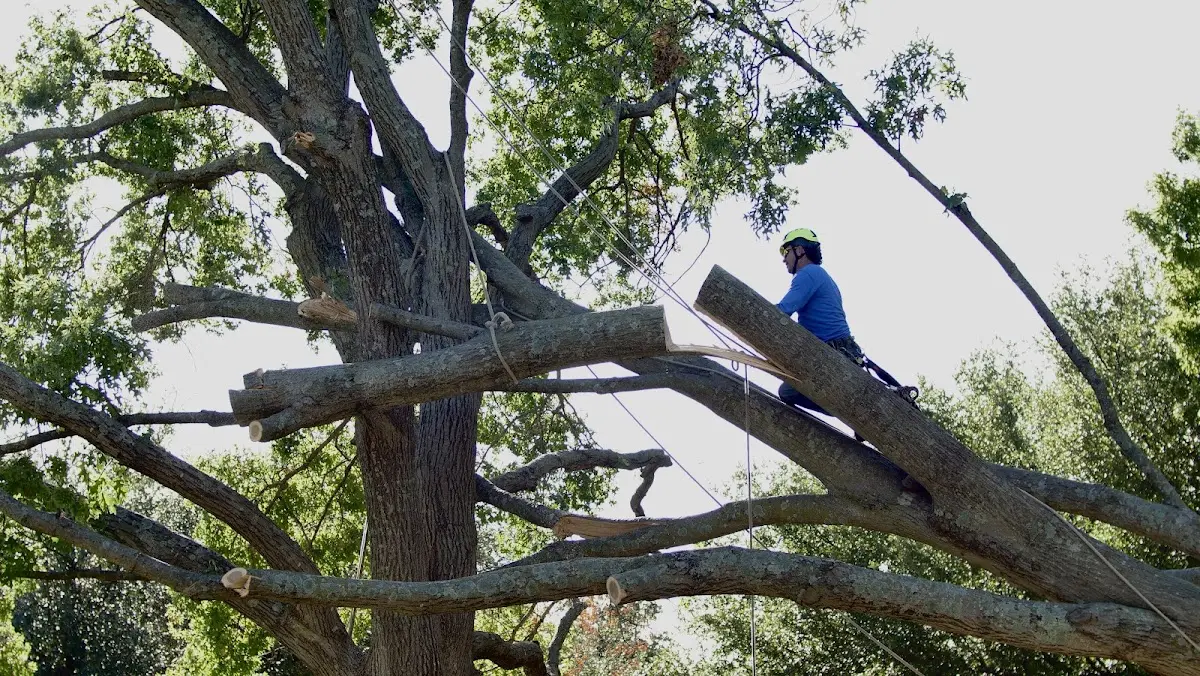 Professional Crown Thinning performed by certified arborists in West Hollywood