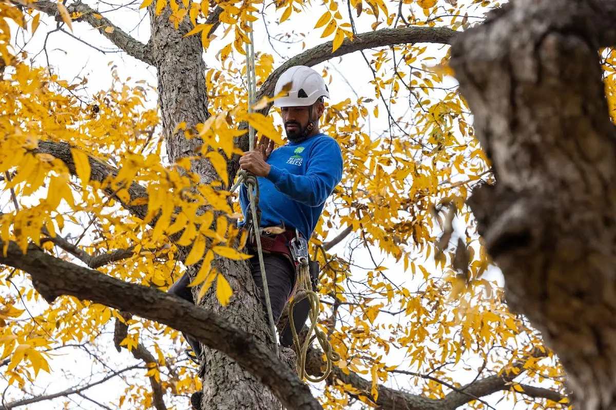 Skilled Tree Planing crew working in West Hollywood